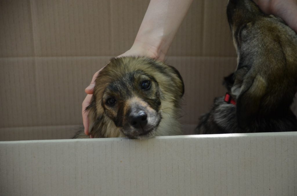 У Миколаєві відбулась чергова виставка-прилаштування собак: майже половині вдалось знайти дім (ФОТО) 1