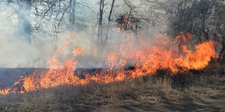 За добу на Миколаївщині зареєстровано 22 пожежі – вигоріло 22 га лісу і 16 га відкритих територій (ФОТО)