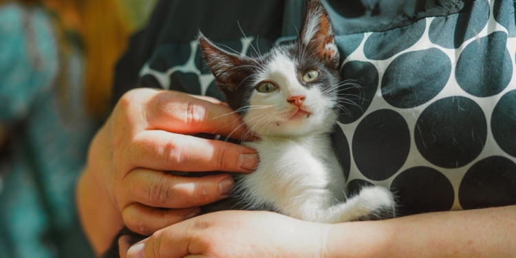 У Миколаєві відбулась виставка-прилаштування тварин, врятованих на Херсонщині, – майже всі знайшли нові домівки (ФОТО)