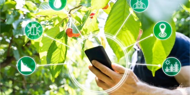 В італійському Мерано створять цифрові двійники усіх дерев міста, щоб… краще про них дбати