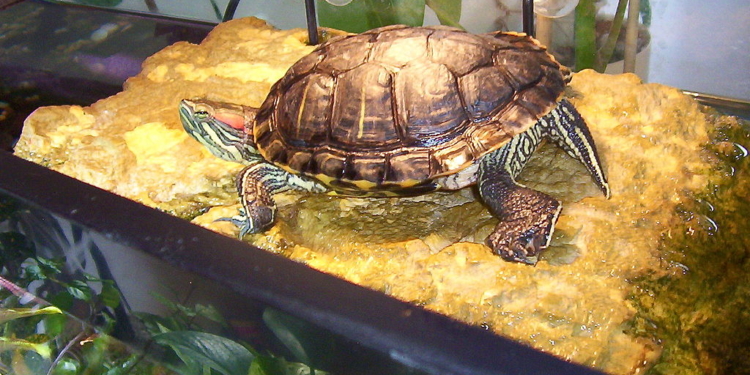 Одесит вкрав у сусідки червоновуху черепаху і з’їв. Йому загрожує до 8 років