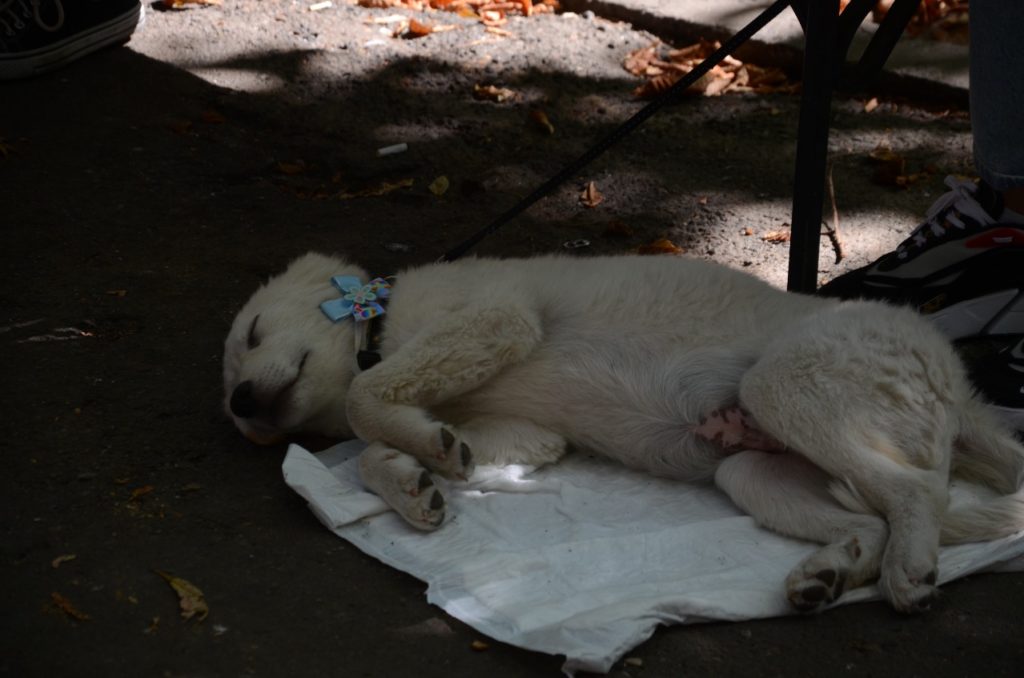 У Миколаєві відбулась чергова виставка-прилаштування собак: майже половині вдалось знайти дім (ФОТО) 21
