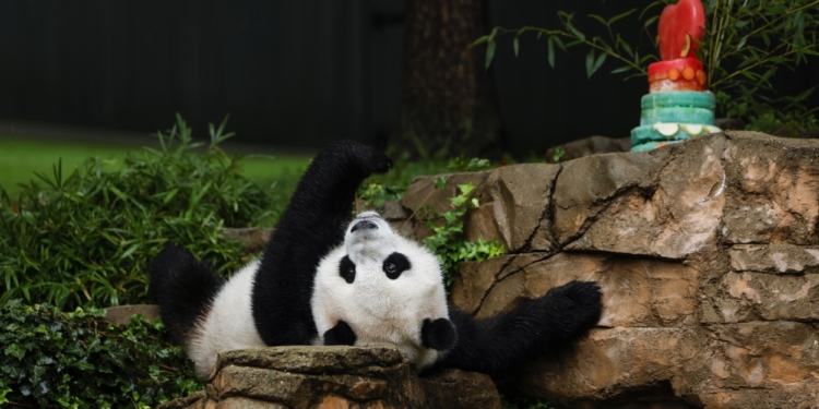 Пандова дипломатія. Китай забере своїх панд із США до кінця року