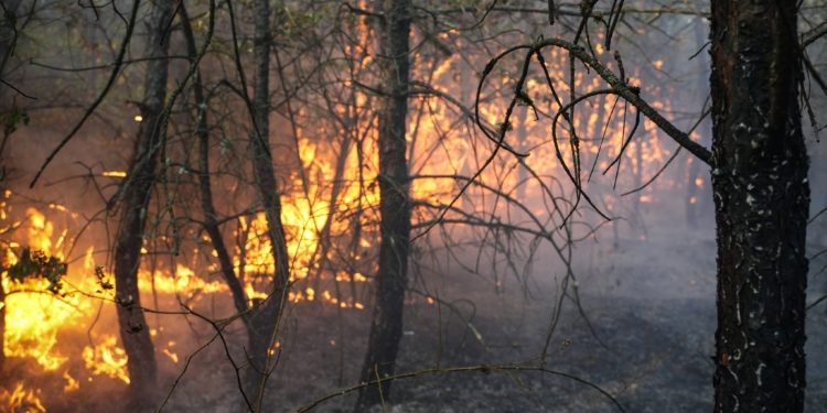 Варюшинський ліс, відкриті території, автівки та комбайни: що за добу гасили вогнеборці Миколаївщини (ФОТО)