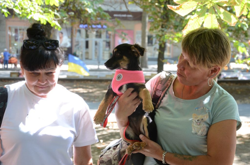 У Миколаєві відбулась чергова виставка-прилаштування собак: майже половині вдалось знайти дім (ФОТО) 39