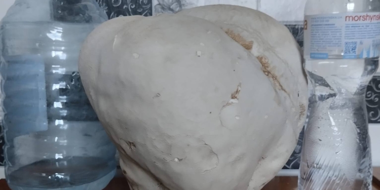 На Волині жінка знайшла гриб вагою 12 кг. Що з нього зробила (ФОТО)