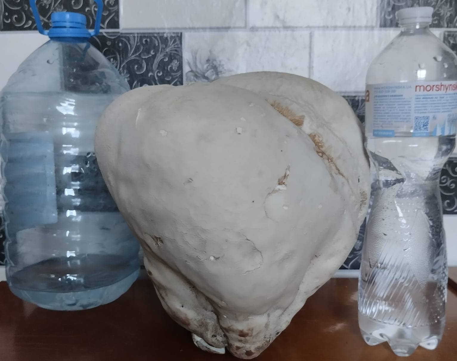 На Волині жінка знайшла гриб вагою 12 кг. Що з нього зробила (ФОТО)