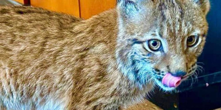 На Київщині викрили підпільного торговця червонокнижними тваринами – продавав рисеня за $3800 (ФОТО)