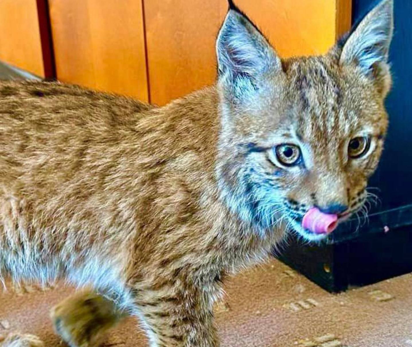 На Київщині викрили підпільного торговця червонокнижними тваринами – продавав рисеня за $3800 (ФОТО)