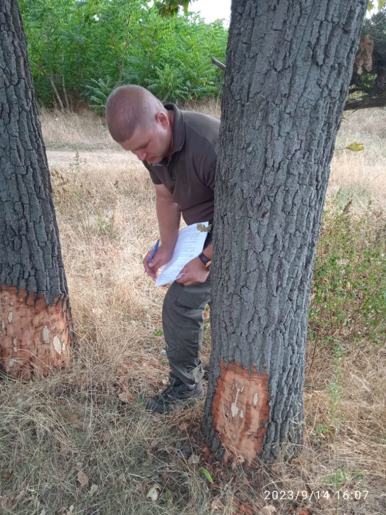 Держекоінспекція звернулась з заявою до поліції через пошкодження 5-ти дубів і спил одного дубу в парку «Дружба» в Миколаєві (ФОТО) 6