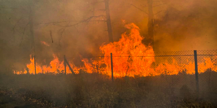 Тепер горить в Рибаківці на Миколаївщині – вогнеборці не дають вогню перекинутись на бази відпочинку (ФОТО)