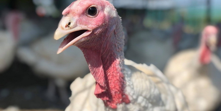 Агрогосподарство на Миколаївщині планує переробляти індичатину. Свиней, овець, кролів і бройлерів вже вирощує