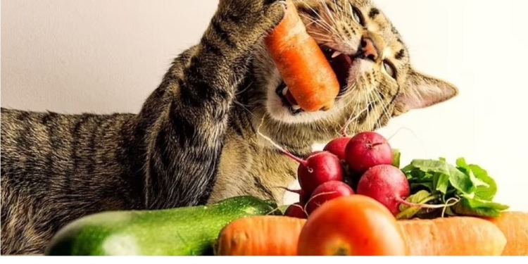 Ні м’яса, ні молока. Учені радять перевести котів на веганство. Чому?