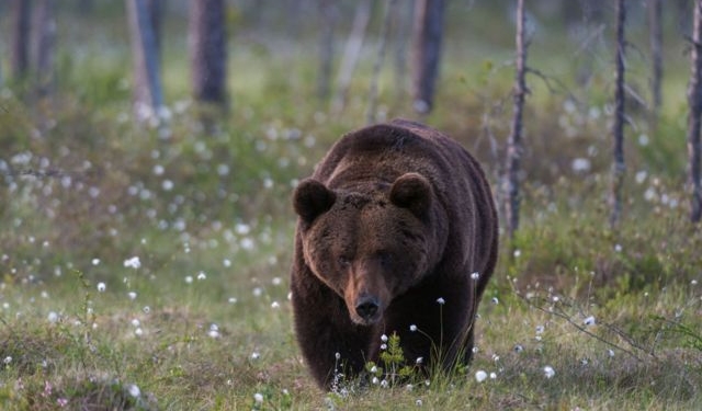 В Європі різке зростання популяції вовків – з’їли навіть поні фон дер Ляєн (ФОТО)