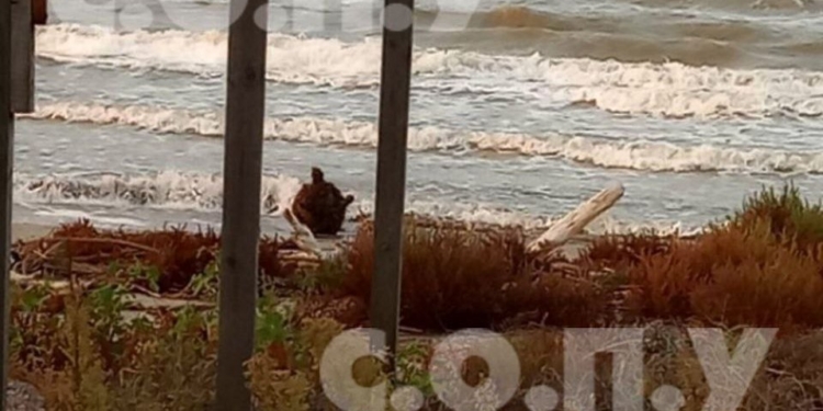 На узбережжі Миколаївщини здетонувала російська морська міна (ФОТО)