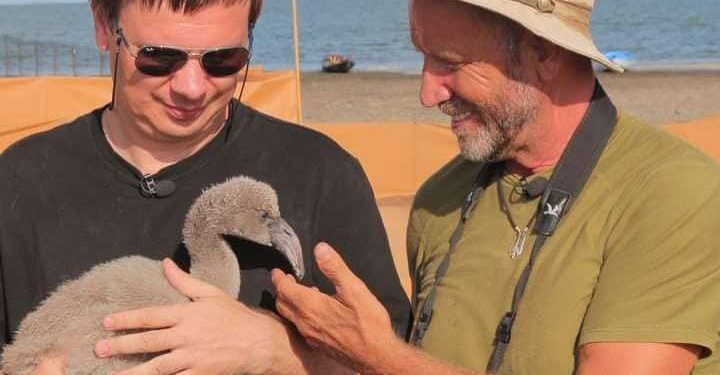 На Одещині рожеві фламінго вперше вивели дитинчат (ФОТО)