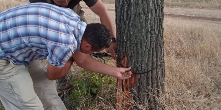 Держекоінспекція звернулась з заявою до поліції через пошкодження 5-ти дубів і спил одного дубу в парку «Дружба» в Миколаєві (ФОТО)