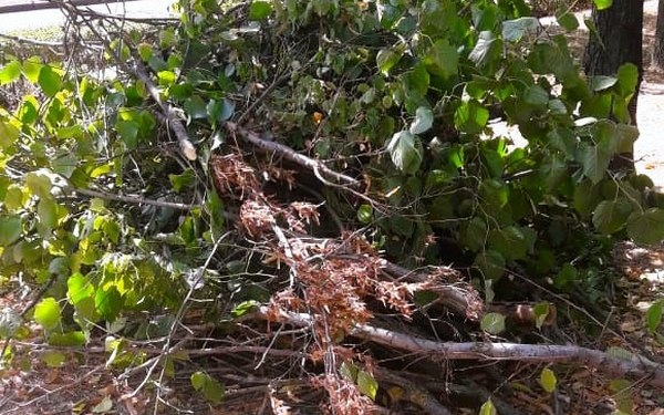 Держекоінспекція склала адмінпротоколи на КП «Миколаївські парки», співробітники якого обрізкою гілок  пошкодили 6 лип (ФОТО)