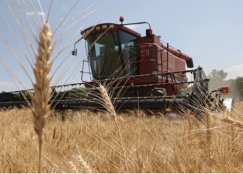 Єгипет планує закупати зерно у Казахстані, а не в РФ