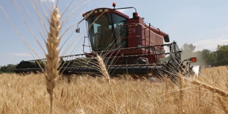 Єгипет планує закупати зерно у Казахстані, а не в РФ