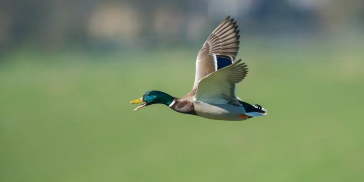 У Франції від пташиного грипу почали вакцинувати качок