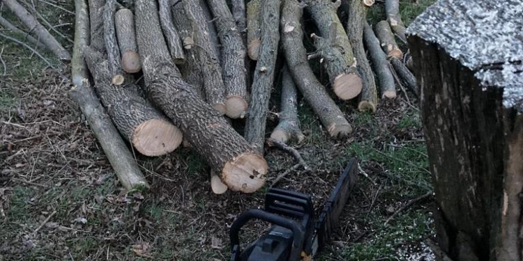 Нарубали дерев на понад 110 тис. грн. – судитимуть двох мешканців Миколаївщини