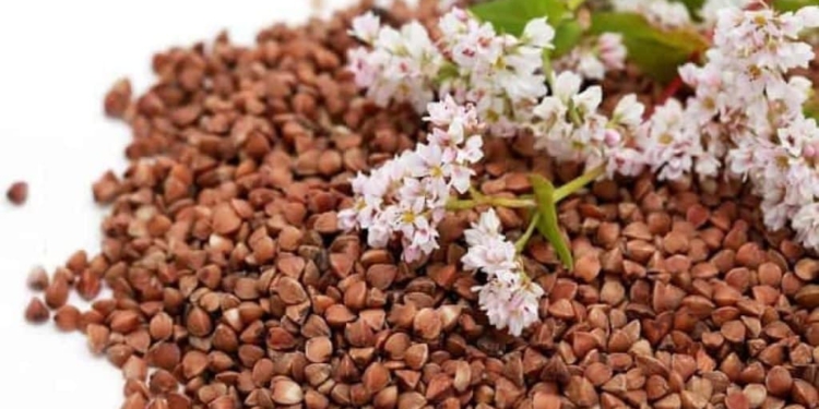 В Україні цього року зберуть рекордний врожай гречки