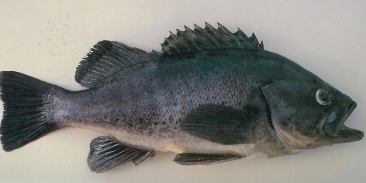 В Чорному морі з’явився чужинець, який може нести загрозу для аборигенних видів риб