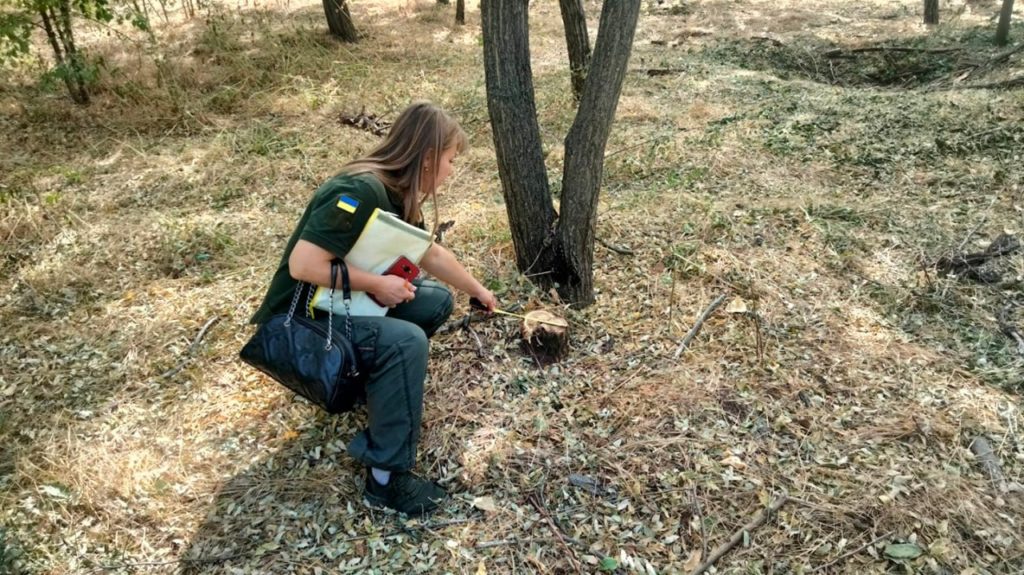 В зеленій зоні поблизу парку Перемоги в Миколаєві спиляли 56 дерев – Держекоінспекція звернеться до поліції (ФОТО) 2