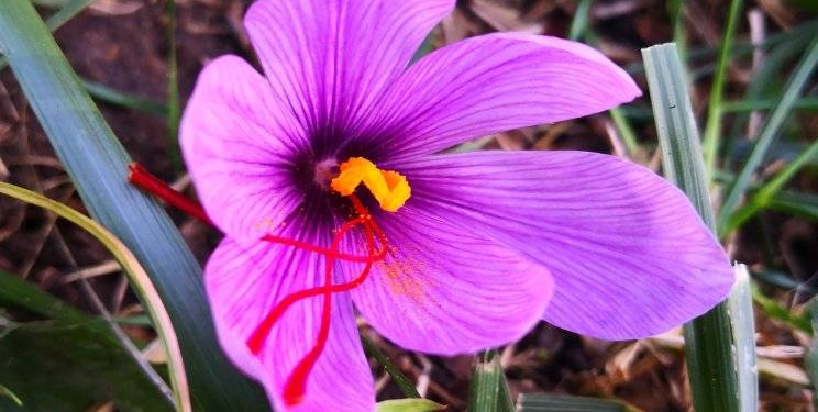 У Миколаївському зоопарку – знов весна: зацвіли крокуси (ФОТО)