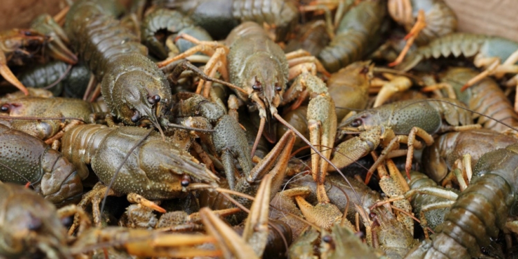 На Миколаївщині виявили браконьєрів, які виловом раків завдали шкоди довкіллю на 450 тис.грн.