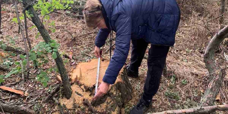 На Миколаївщині спиляли 35 великих дерев – поліція почала кримінальне провадження