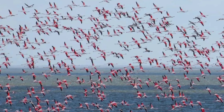 «Гостьовий» рекорд: на Одещину прилетіла понад 1,1 тисяча рожевих фламінго (ФОТО)