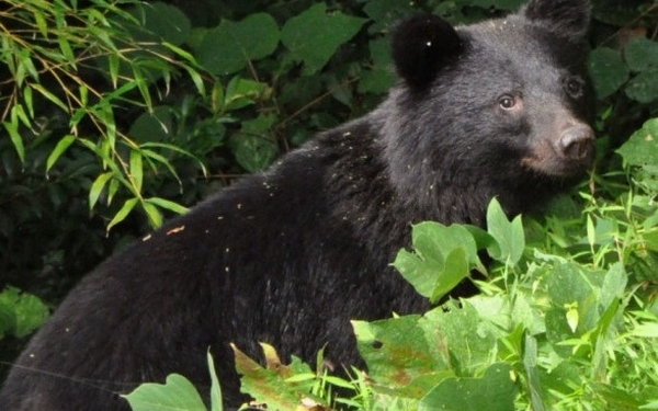 В Японії безпрецедентними темпами зростає кількість нападів ведмедів на людей