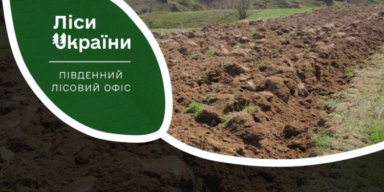 На Миколаївщині цієї осені планують висадити 3,3 тис.га лісу