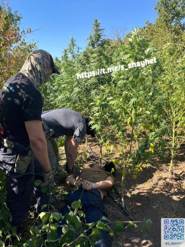 На Миколаївщині виявили заховану між лісосмугами плантацію коноплі, яку охороняли зі зброєю (ФОТО) 2