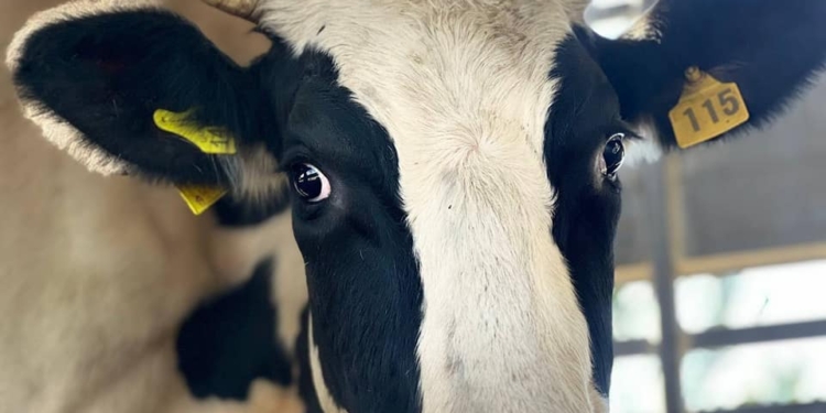 На Миколаївщині мешканці постраждалих від російської агресії громад отримали ще 24 корови (ФОТО)