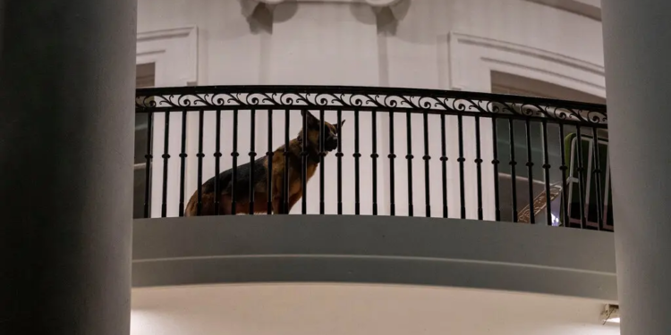 Є ще зуби у Білому домі. Точніше, були – вівчарку Байдена виселили з резиденції після чергового укусу