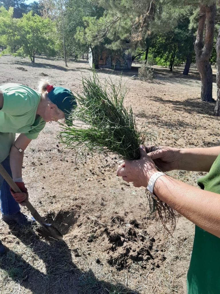 В миколаївському парку «Ліски» висадили саджанці сосни, які подарував польський парк (ФОТО) 4