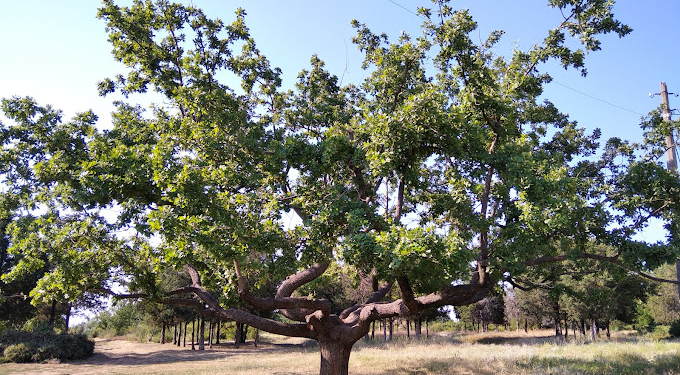 Межі ботанічної пам’ятки природи місцевого значення «Дуб Горизонтальний» у Миколаєві встановлено на місцевості (ФОТО)