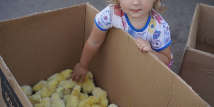 Мешканці Широківської та Снігурівської громад Миколаївщини отримали стартові набори для вирощування курчат-бройлерів (ФОТО)
