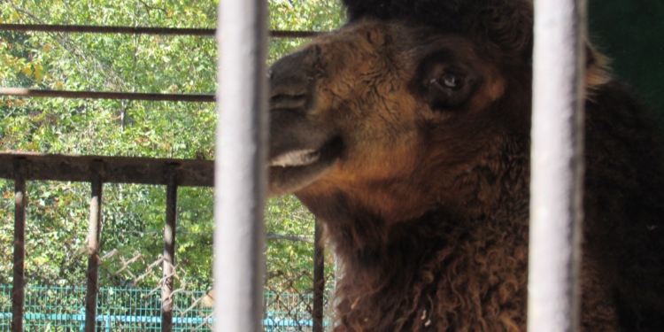 Поїхав до «нареченої»: Миколаївський зоопарк «поділився» з одеським «Біопарком» верблюдом (ФОТО)