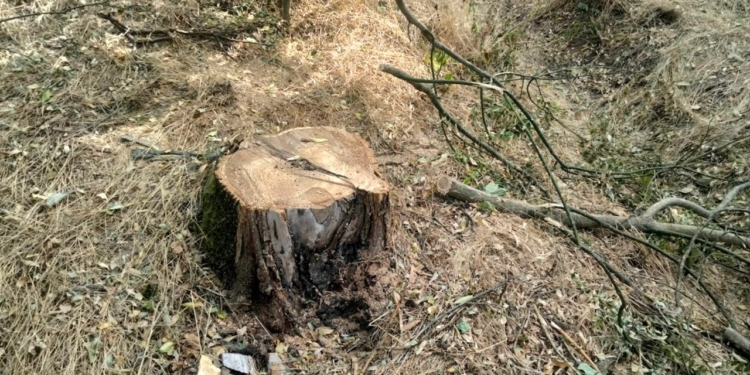 В зеленій зоні поблизу парку Перемоги в Миколаєві спиляли 56 дерев – Держекоінспекція звернеться до поліції (ФОТО)