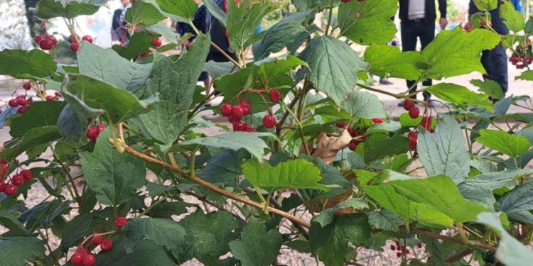 У Миколаєві в одному з ліцеїв відкрили Алею пам’яті загиблих на фронті випускників (ВІДЕО)