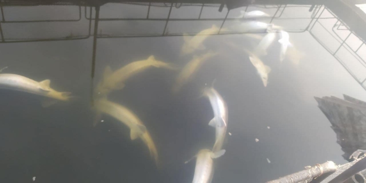 Внаслідок забруднення Південного Бугу на Вінничині загинуло 9 тонн племінного азовського осетра (ФОТО)