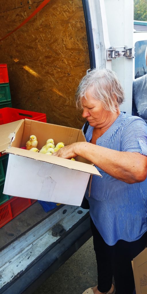 Мешканці Широківської та Снігурівської громад Миколаївщини отримали стартові набори для вирощування курчат-бройлерів (ФОТО) 10