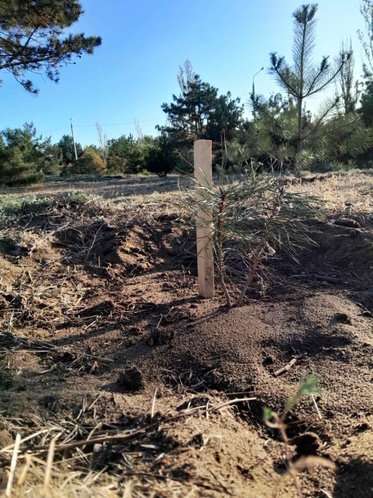 В миколаївському парку «Ліски» висадили саджанці сосни, які подарував польський парк (ФОТО) 14