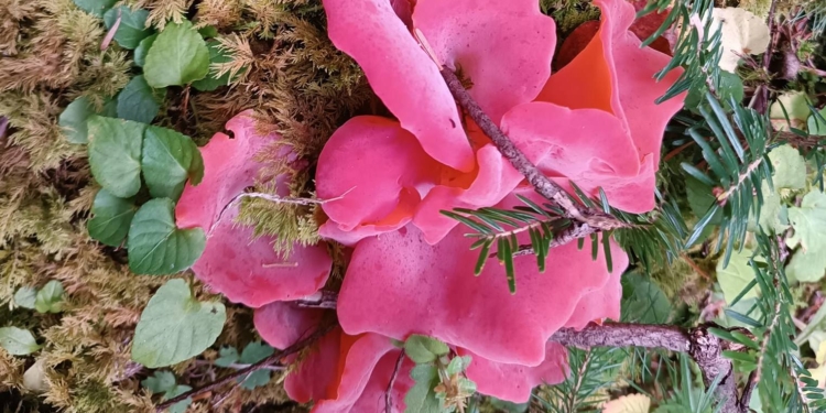 В Карпатах знайшли диво-гриби – рожеві. Кажуть, з них можна робити все, навіть цукати (ФОТО)