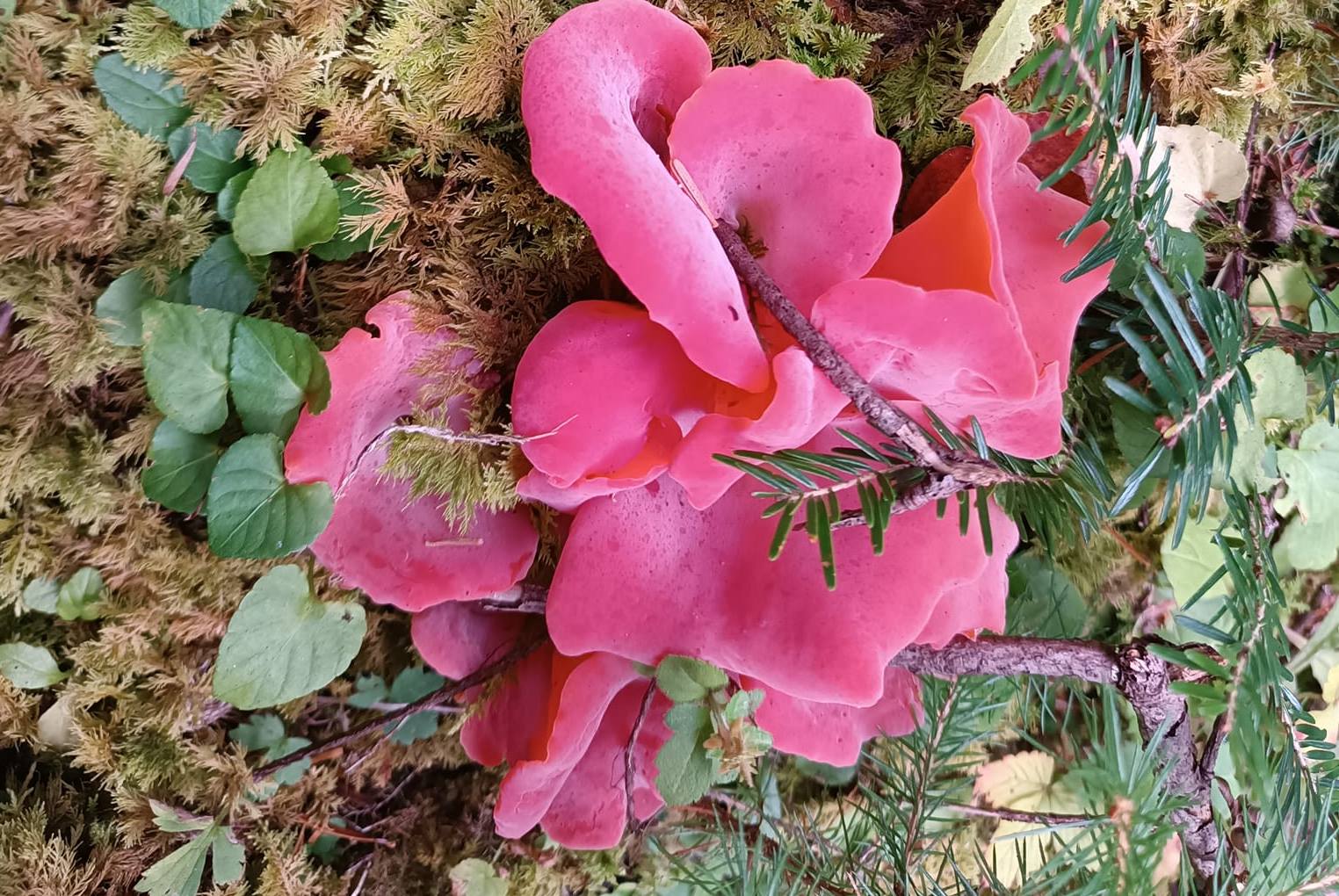 В Карпатах знайшли диво-гриби – рожеві. Кажуть, з них можна робити все, навіть цукати (ФОТО)