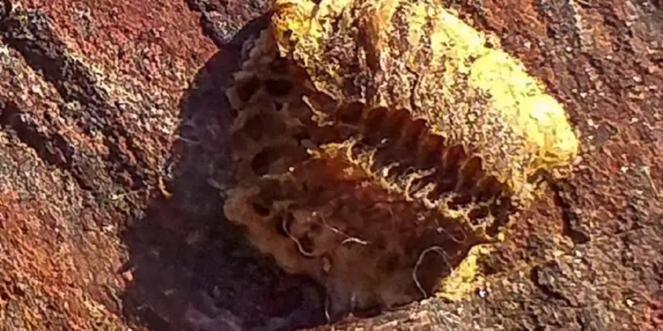 200 мільйонів років: на Дніпропетровщині виявили загадкові древні скам’янілості (ФОТО)